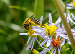 Colletes halophilus