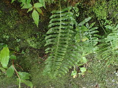 Polypodiodes amoena