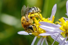 Colletes halophilus