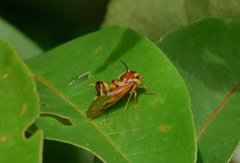 Heteronotus spinosus