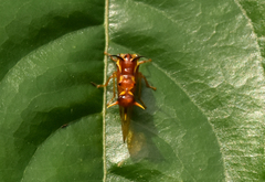 Heteronotus spinosus