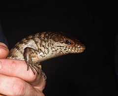 Caribicus warreni