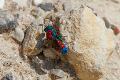 Chrysis viridula