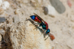 Chrysis viridula
