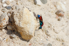 Chrysis viridula