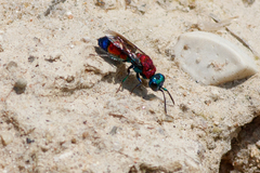 Chrysis viridula