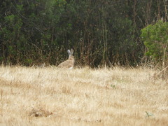 Lepus granatensis