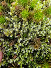 Racomitrium canescens canescens