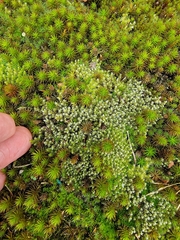 Racomitrium canescens canescens