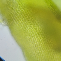 Racomitrium canescens canescens