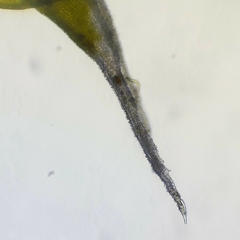 Racomitrium canescens canescens