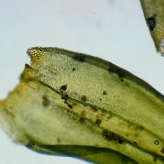 Racomitrium canescens canescens