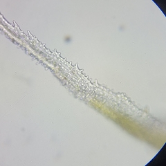 Racomitrium canescens canescens