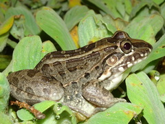 Leptodactylus luctator