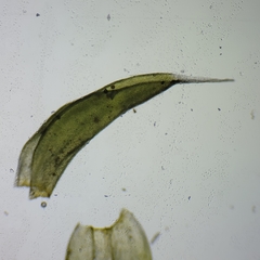 Racomitrium canescens canescens