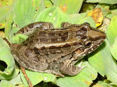 Leptodactylus luctator