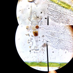 Collotheca