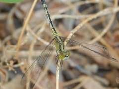 Diplacodes trivialis