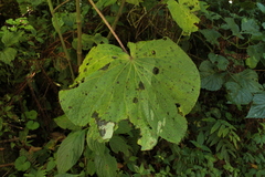 Piper umbellatum