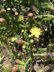Opuntia arechavaletae