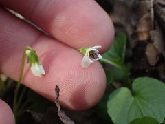 Viola pallens