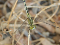 Diplacodes trivialis