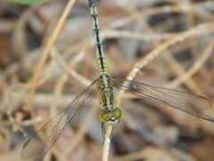 Diplacodes trivialis