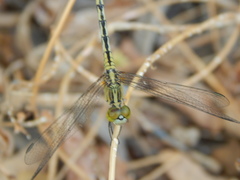 Diplacodes trivialis