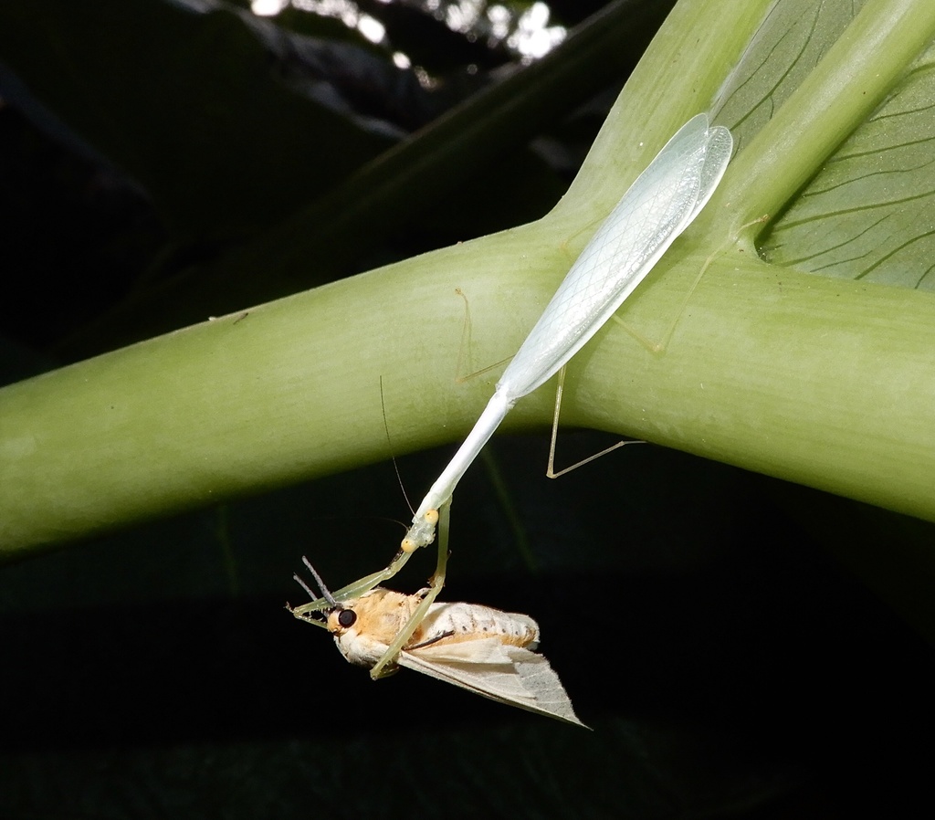 Leptomantella indica