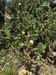 Opuntia arechavaletae