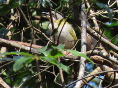 Apalis ruddi fumosa