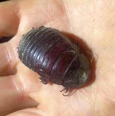 Parapanesthia gigantea