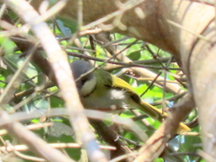 Apalis ruddi fumosa