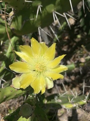 Opuntia arechavaletae
