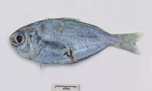 Blackspot butterfish (Psenopsis humerosa) — Centrolophidae — 3