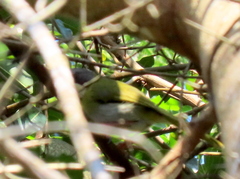 Apalis ruddi fumosa