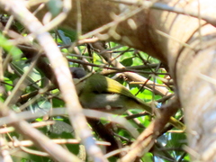 Apalis ruddi fumosa