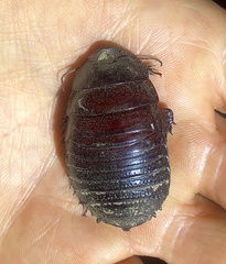 Parapanesthia gigantea