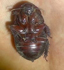 Parapanesthia gigantea