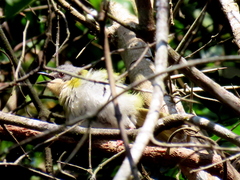 Apalis ruddi fumosa