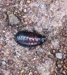 Parapanesthia gigantea