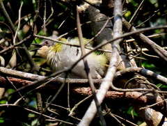 Apalis ruddi fumosa