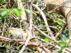 Apalis ruddi fumosa