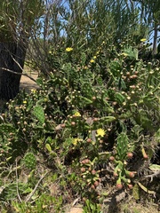 Opuntia arechavaletae