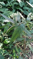 Achyranthes longifolia