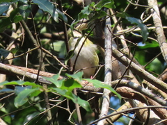 Apalis ruddi fumosa