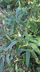 Achyranthes longifolia