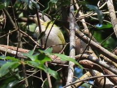 Apalis ruddi fumosa