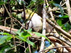 Apalis ruddi fumosa