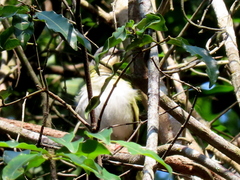 Apalis ruddi fumosa